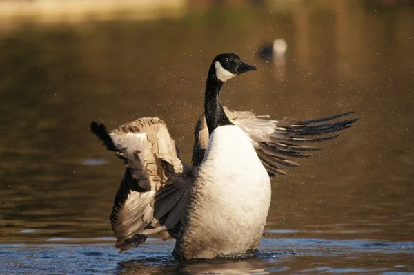 Canadese gans, Branta canadensis — Stockfoto