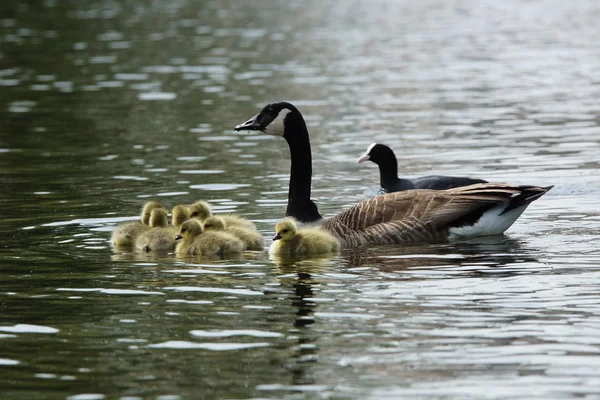 Казарка Бранта canadensis — стокове фото