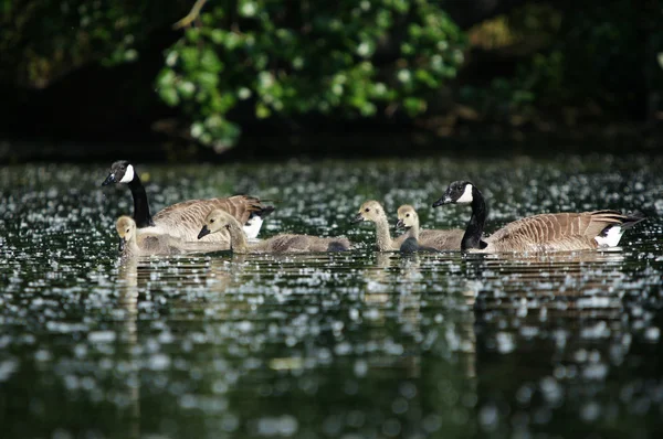 Kanadagås, Branta canadensis — Stockfoto