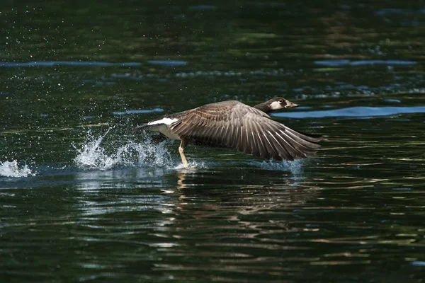 Ganso de Canadá, Branta canadensis — Foto de Stock