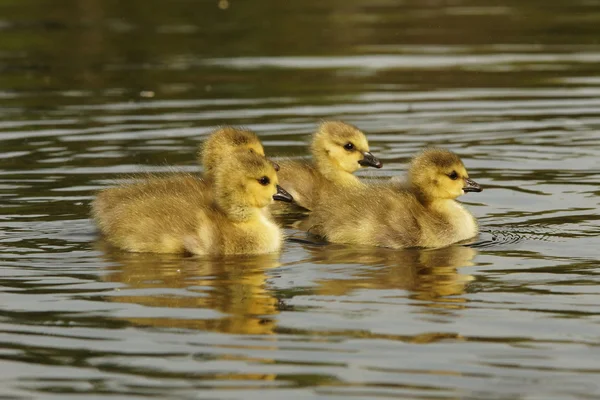 Канадский гусь, Branta canadensis — стоковое фото