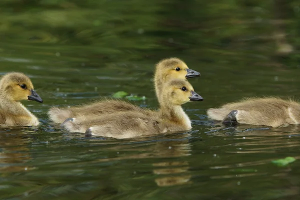 加拿大鹅，Branta canadensis — 图库照片