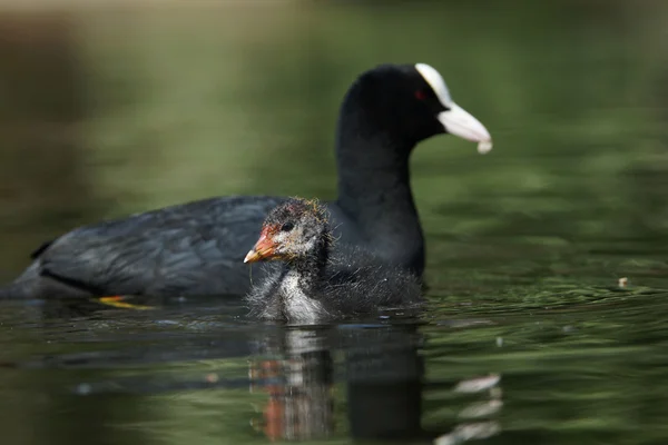 Eurasian Coot, Fulica atra — Stock Photo, Image