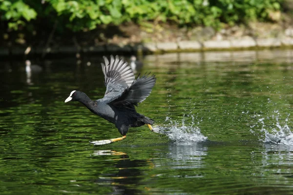 Eurasian Coot, Fulica atra — Stock Photo, Image