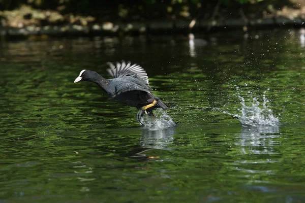 Lyska černá, fulica atra — Stock fotografie