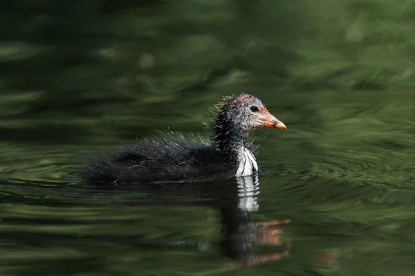 Eurasiatisk sot, Fulica atra — Stockfoto