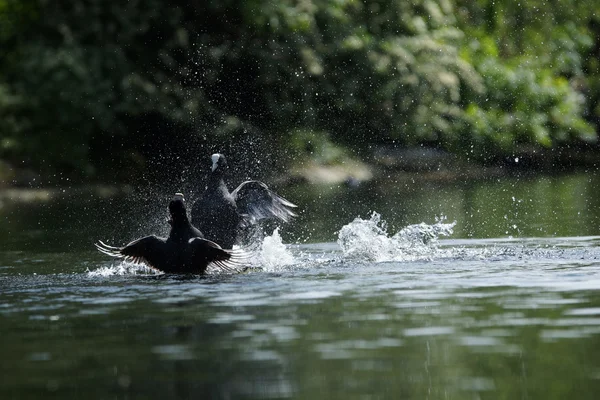 Eurásia Coot, Fulica atra — Fotografia de Stock