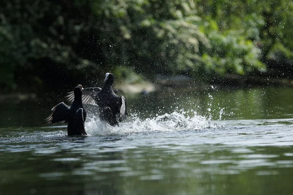 Lyska černá, fulica atra — Stock fotografie