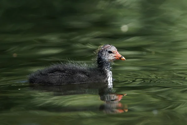 Racine eurasienne, Fulica atra — Photo