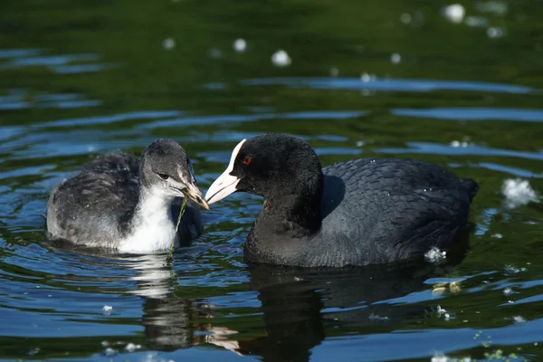 Lyska černá, fulica atra — Stock fotografie