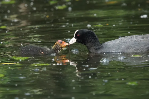 Korzeń Eurazjatycki, Fulica atra — Zdjęcie stockowe