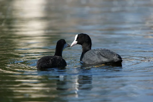 Eurásia Coot, Fulica atra — Fotografia de Stock