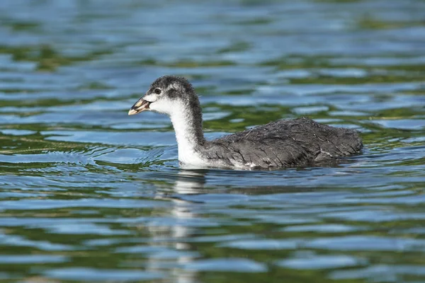 Sárgarépa, Fulica atra — Stock Fotó