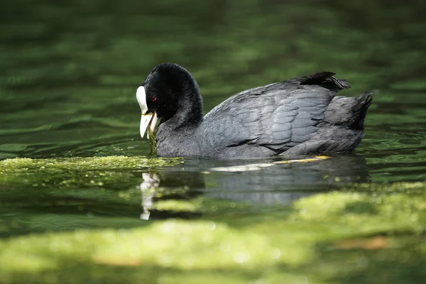 欧亚Coot, Fulica atra — 图库照片