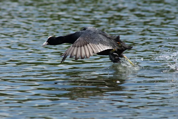 Kaulquappen, Fulica atra — Stockfoto