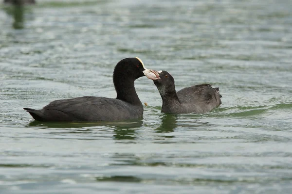 Avrasya yaban ördeği, Fulica atra — Stok fotoğraf