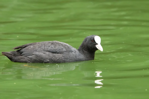 Eurasian Coot, Fulica atra — Stock Photo, Image