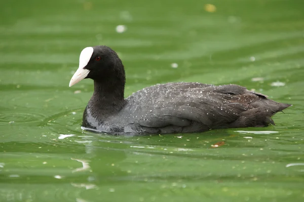 欧亚Coot, Fulica atra — 图库照片