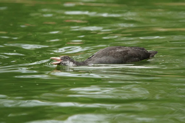 Sárgarépa, Fulica atra — Stock Fotó