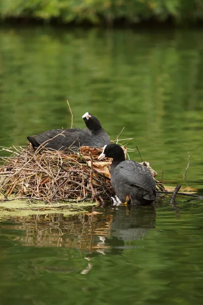 Eurasian Coot, Fulica atra — Stock Photo, Image