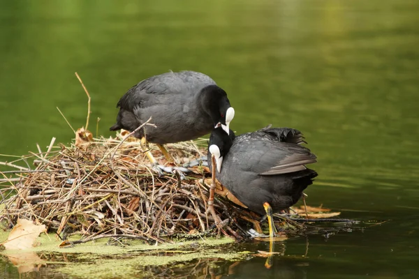 Coot euroasiático, Fulica atra — Foto de Stock