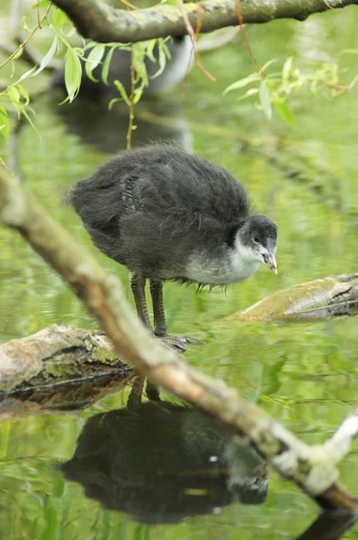 Eurasian Coot, Fulica atra — Stock Photo, Image