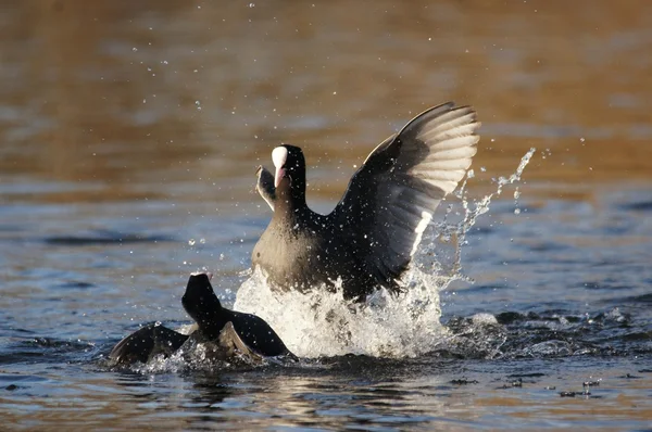 Lyska černá, fulica atra — Stock fotografie