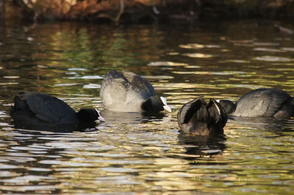 Eurasian Coot, Fulica atra — Stock Photo, Image