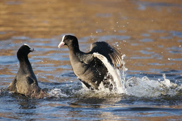 Avrasya yaban ördeği, Fulica atra — Stok fotoğraf