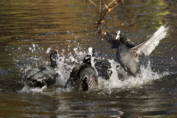 Avrasya yaban ördeği, Fulica atra — Stok fotoğraf