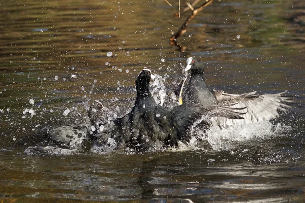 Eurásia Coot, Fulica atra — Fotografia de Stock