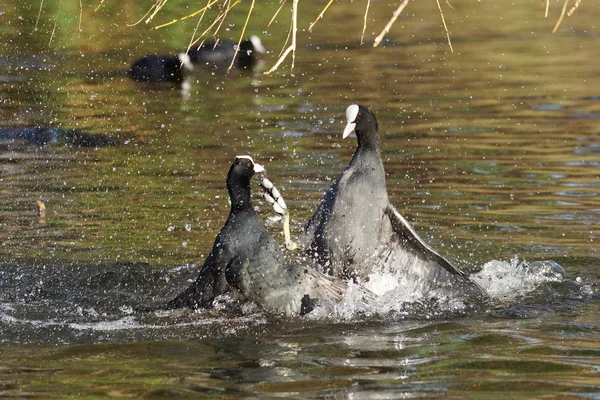 Eurasian Coot, Fulica atra — Stock Photo, Image