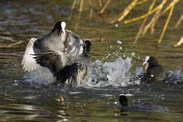 Korzeń Eurazjatycki, Fulica atra — Zdjęcie stockowe