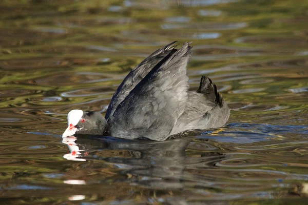 Avrasya yaban ördeği, Fulica atra — Stok fotoğraf