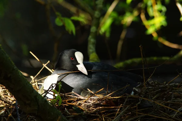 Eurásia Coot, Fulica atra — Fotografia de Stock