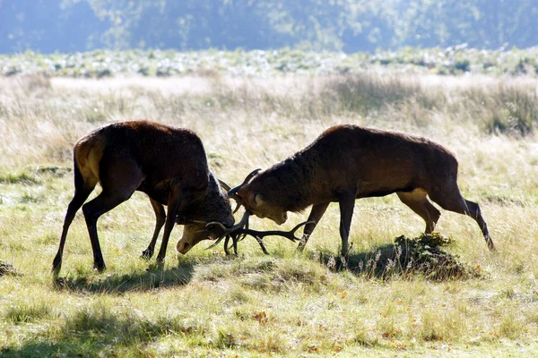 Red Deer, Cervus elaphus — Stock Photo, Image