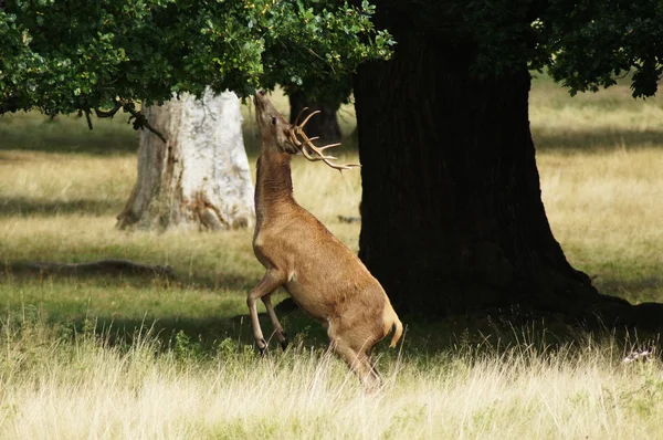 Ciervo rojo, Cervus elaphus — Foto de Stock