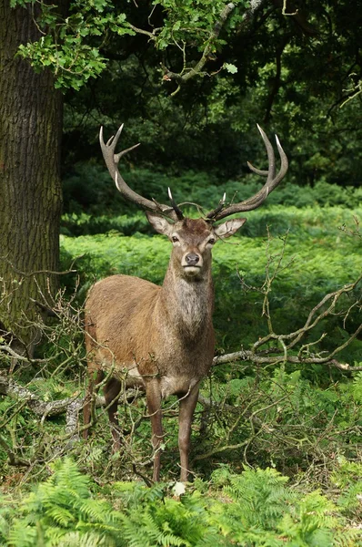 드디어, cervus elaphus — 스톡 사진