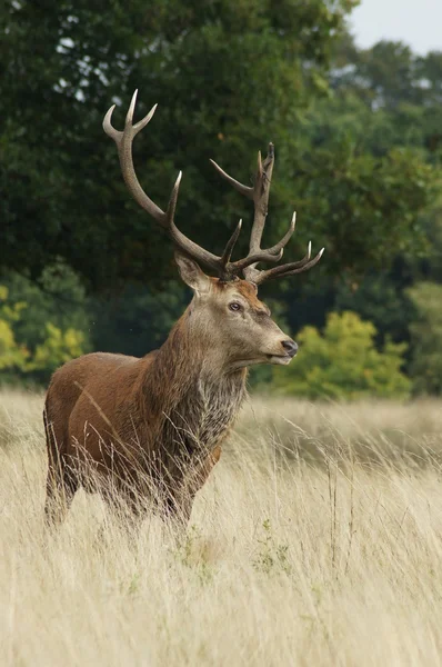 Rothirsch, Cervus elaphus — Stockfoto