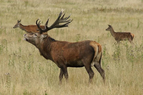 Rood hert, Cervus elaphus — Stockfoto