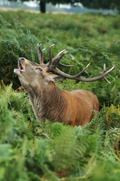 Red Deer, Cervus elaphus — Stock Photo, Image