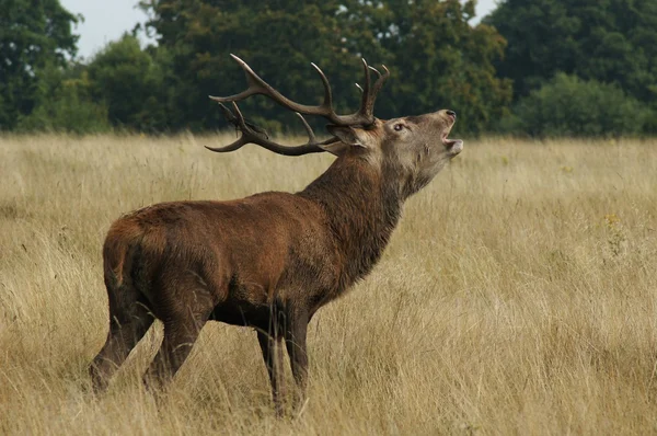 Красный олень, Cervus elaphus — стоковое фото