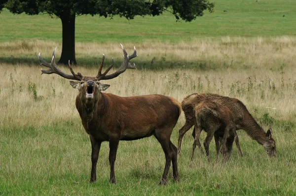 Veado Vermelho, Cervus elaphus — Fotografia de Stock