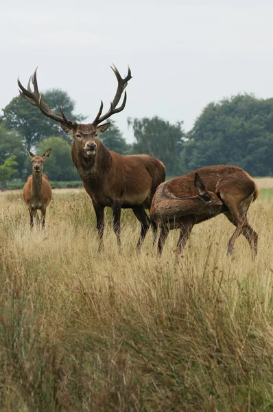 Red Deer, Cervus elaphus — Stock Photo, Image