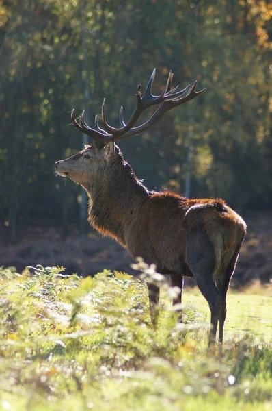 Veado Vermelho, Cervus elaphus — Fotografia de Stock