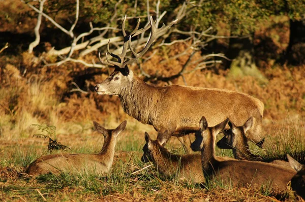 Veado Vermelho, Cervus elaphus — Fotografia de Stock