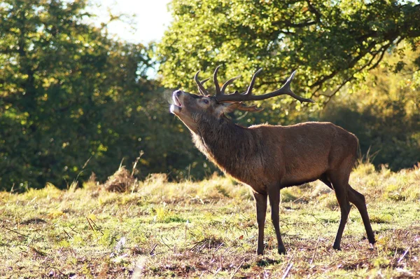 Cervo rosso, Cervo elafo — Foto Stock