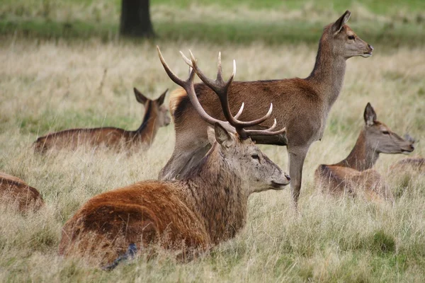 Rood hert, Cervus elaphus — Stockfoto