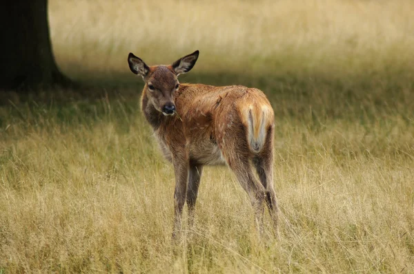 Jelen, cervus elaphus — Stock fotografie