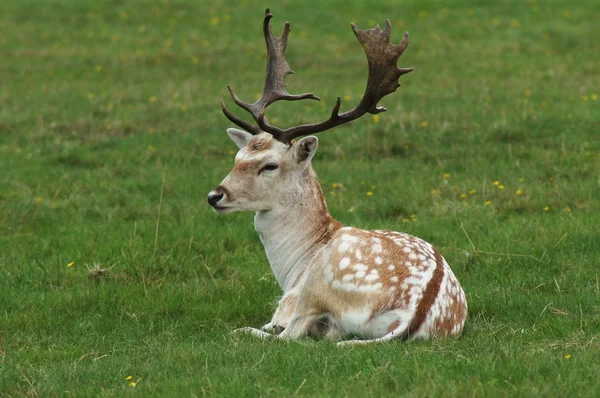 Fallow Deer, Dama dama — Stock Photo, Image